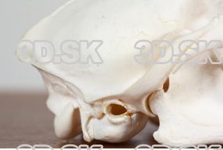 Skull photo reference 0088